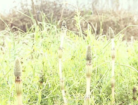 つくし
